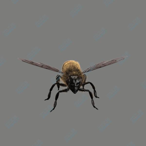 images/goods_img/2021040163/Honeybee (RIGGED AND ANIMATED)/3.jpg